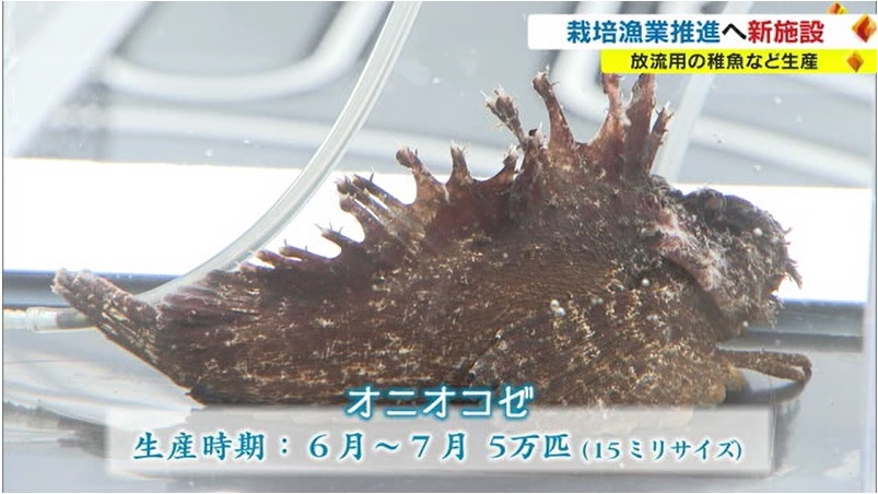 栽培漁業10