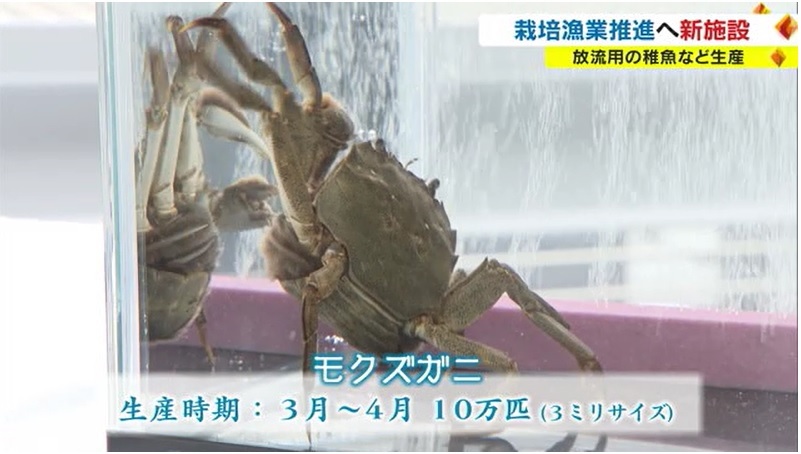 栽培漁業12