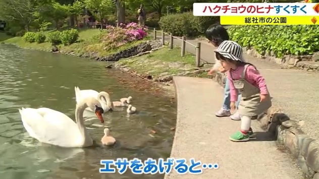 ハクチョウ1