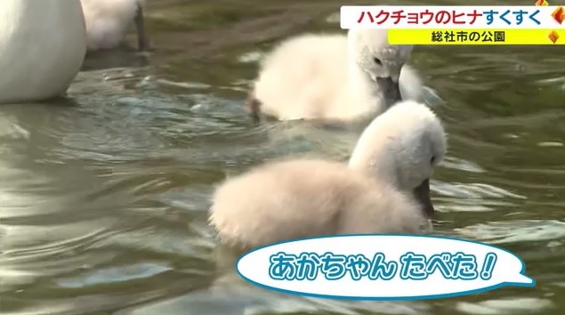 ハクチョウ2