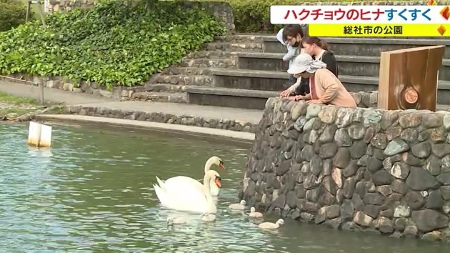 ハクチョウ4