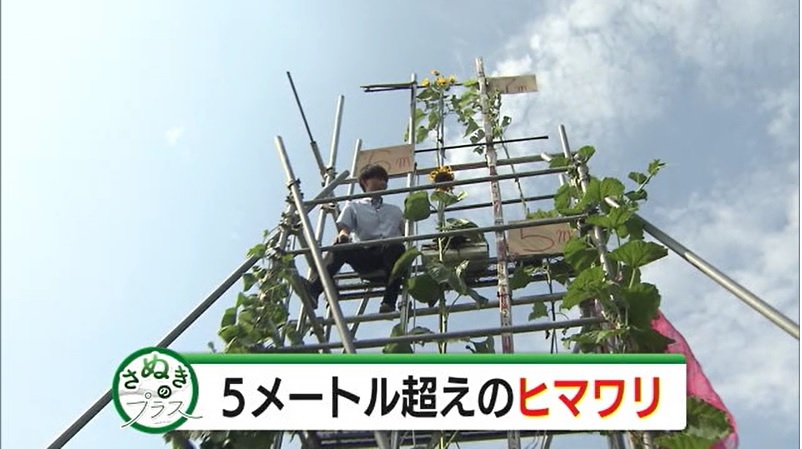 さぬプラ ヒマワリ01