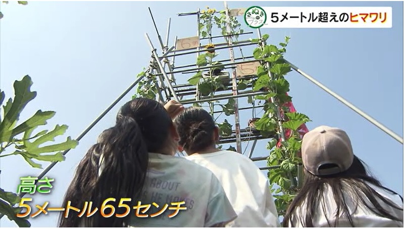 さぬプラ ヒマワリ03