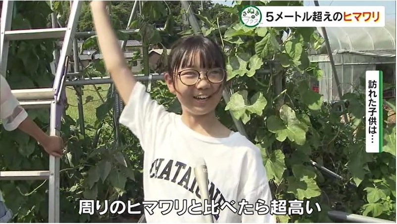 さぬプラ ヒマワリ04
