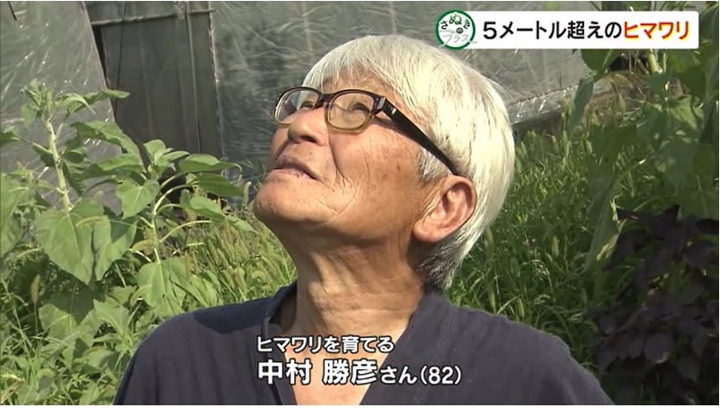 さぬプラ ヒマワリ05