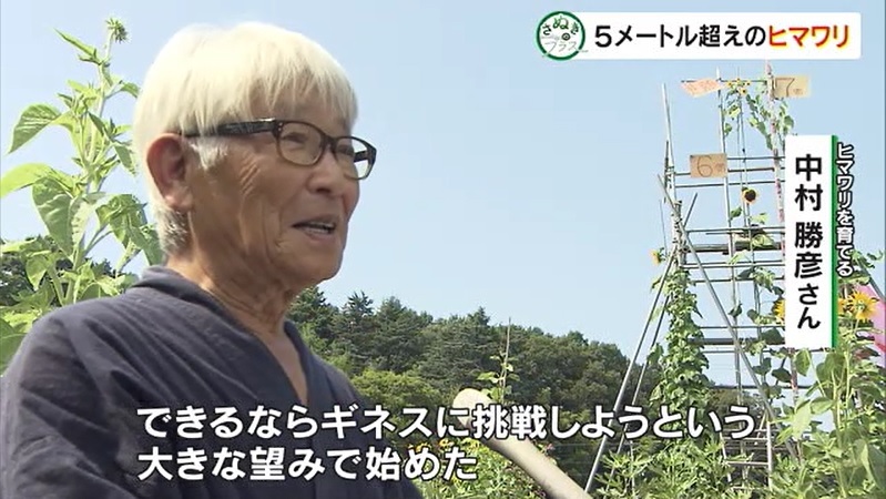 さぬプラ ヒマワリ07