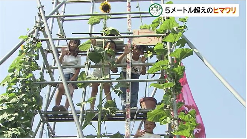 さぬプラ ヒマワリ09