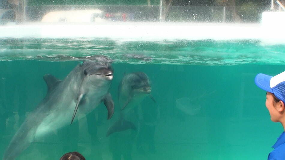 新屋島水族館のマナやん＆世直し侍が今年4月に誕生したイルカの赤ちゃんをお披露目…新屋島水族館（金バク！2023年 11月 17日OA）