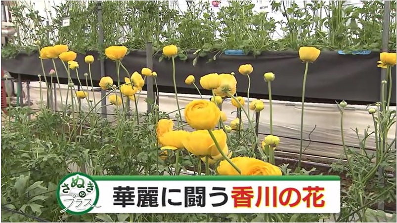 さぬプラ　花いけバトル01