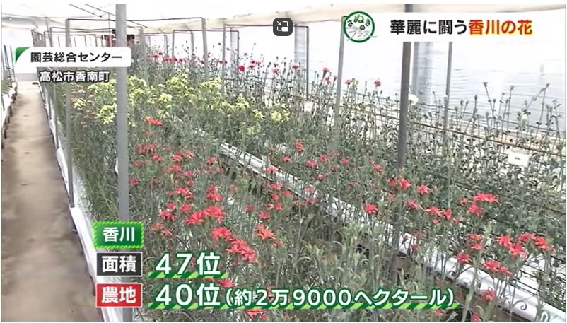 さぬプラ 花いけバトル10