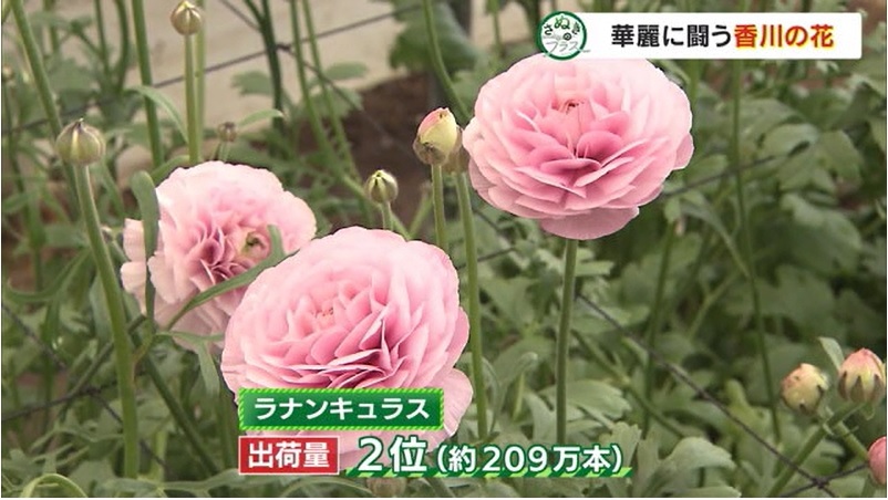 さぬプラ 花いけバトル11