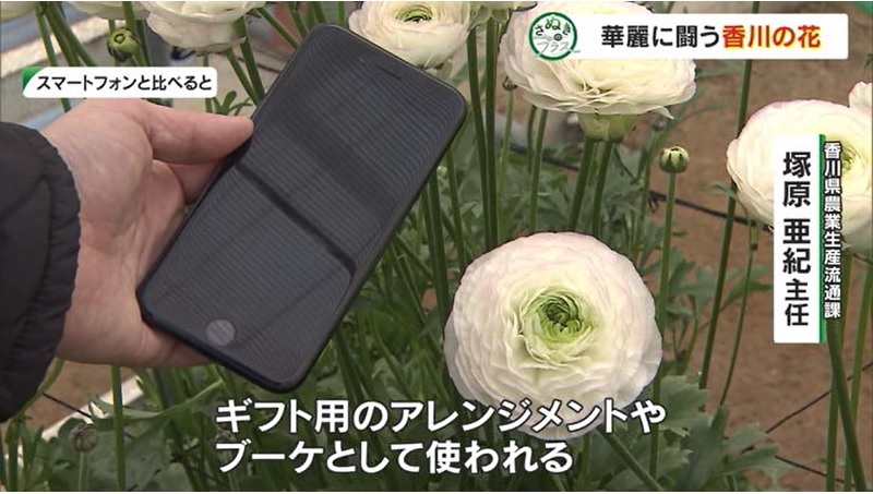 さぬプラ 花いけバトル12