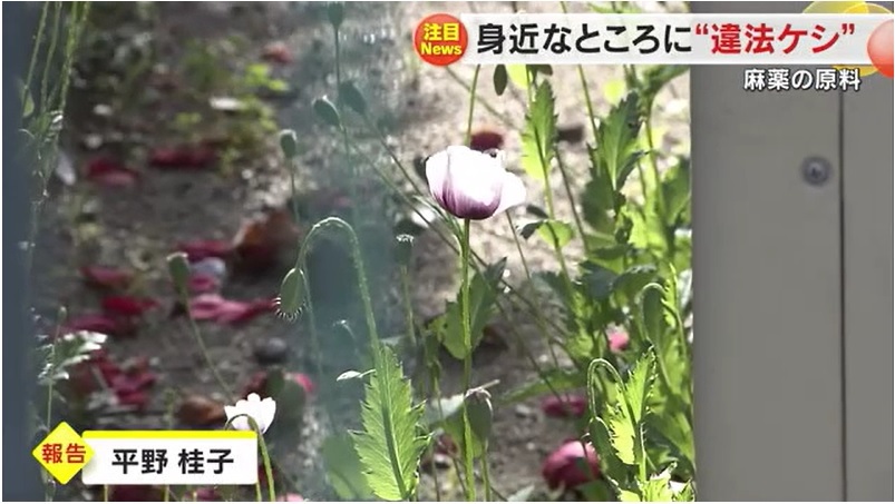 アツミゲシ01