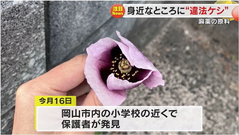 アツミゲシ03