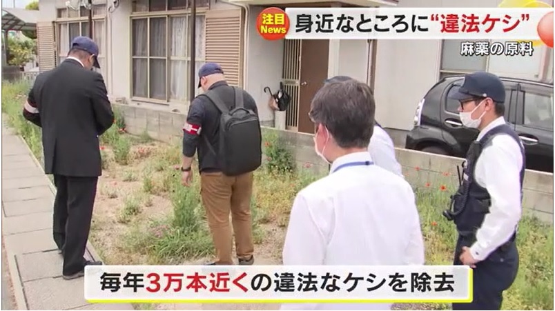 アツミゲシ10