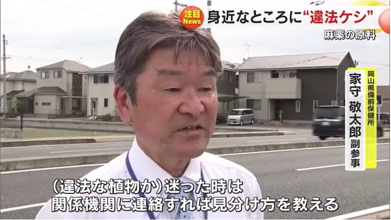 アツミゲシ11