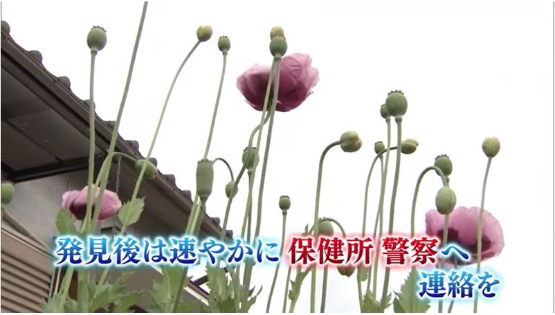 アツミゲシ12