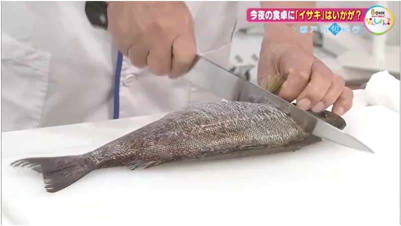 旬紀行 イサキ06-1 さばき 頭