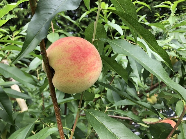 う