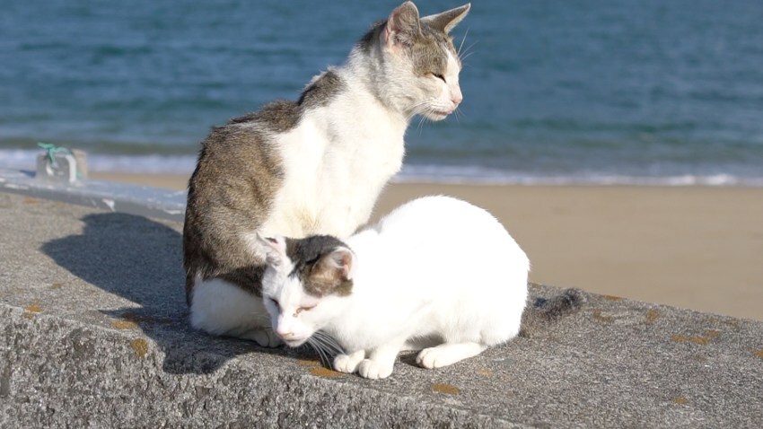 渡辺徹さんが奇跡の一枚！猫の島で話題の写真撮影にチャレンジ！ … 佐栁島（金バク！2020年11月13日OA）