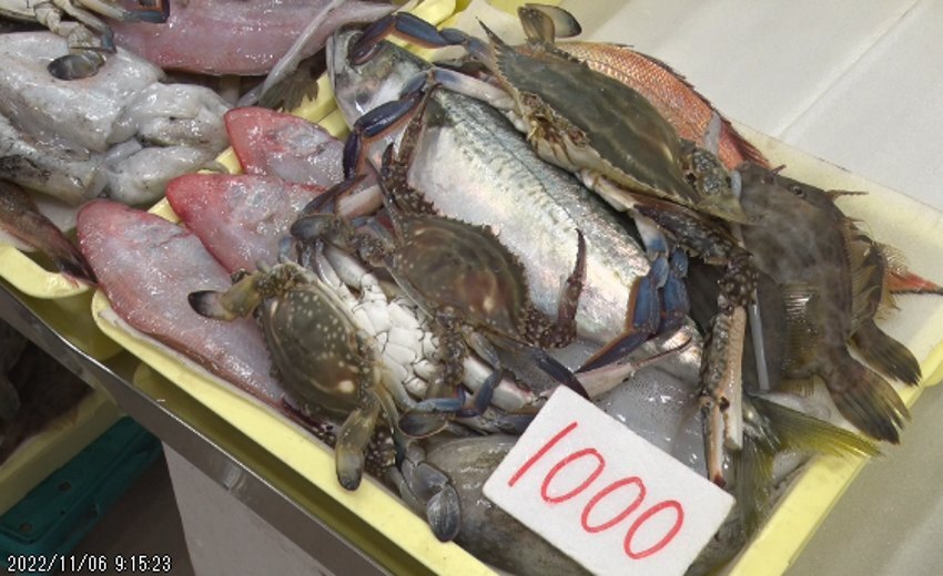 獲れたての魚！近海で採れた魚をお得価格で販売 … 道の駅　笠岡ベイファーム（金バク！2020年11月20日OA）