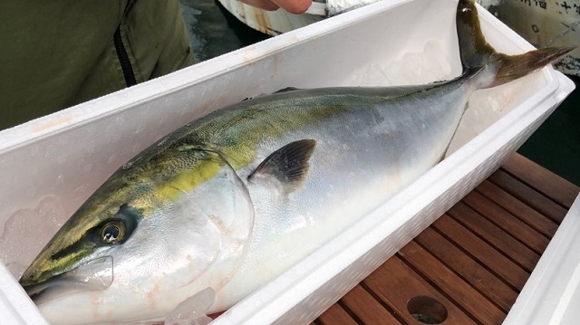 「ぶり」に思う